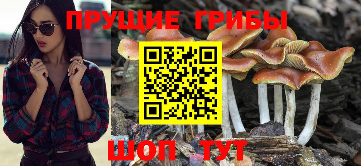 Артёмовский  Псилоцибиновые грибы Cubensis  Псилоцибиновые грибы Psilocybe  Вход с VPN 
